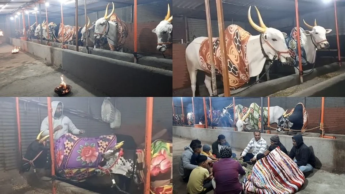 मावळ तालुका थंडीने गारठला; जनावरांना देखील ब्लँकेटचे पांघरूण अन् शेकोटी!