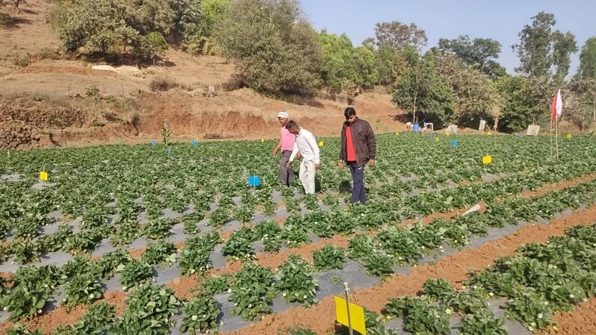 Strawberry farming