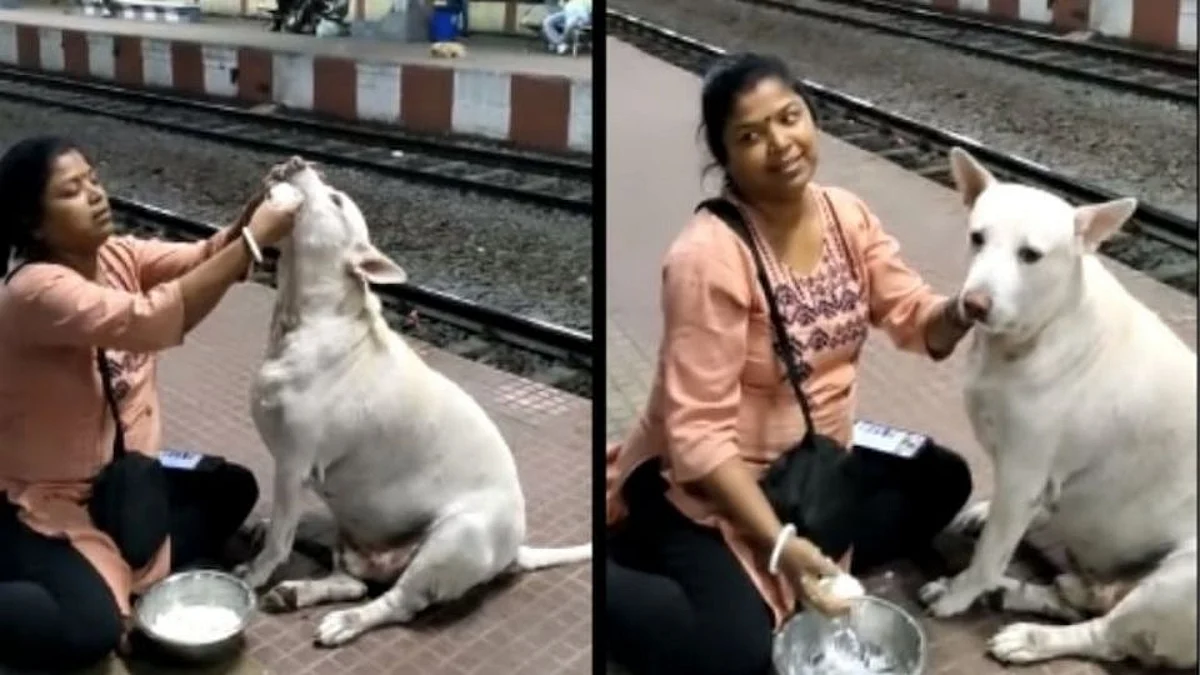 Viral Video : जेवणात दहीभात, सोबत म्युझिक; कुतूश नावाच्या श्वानाचे असे होतात लाड