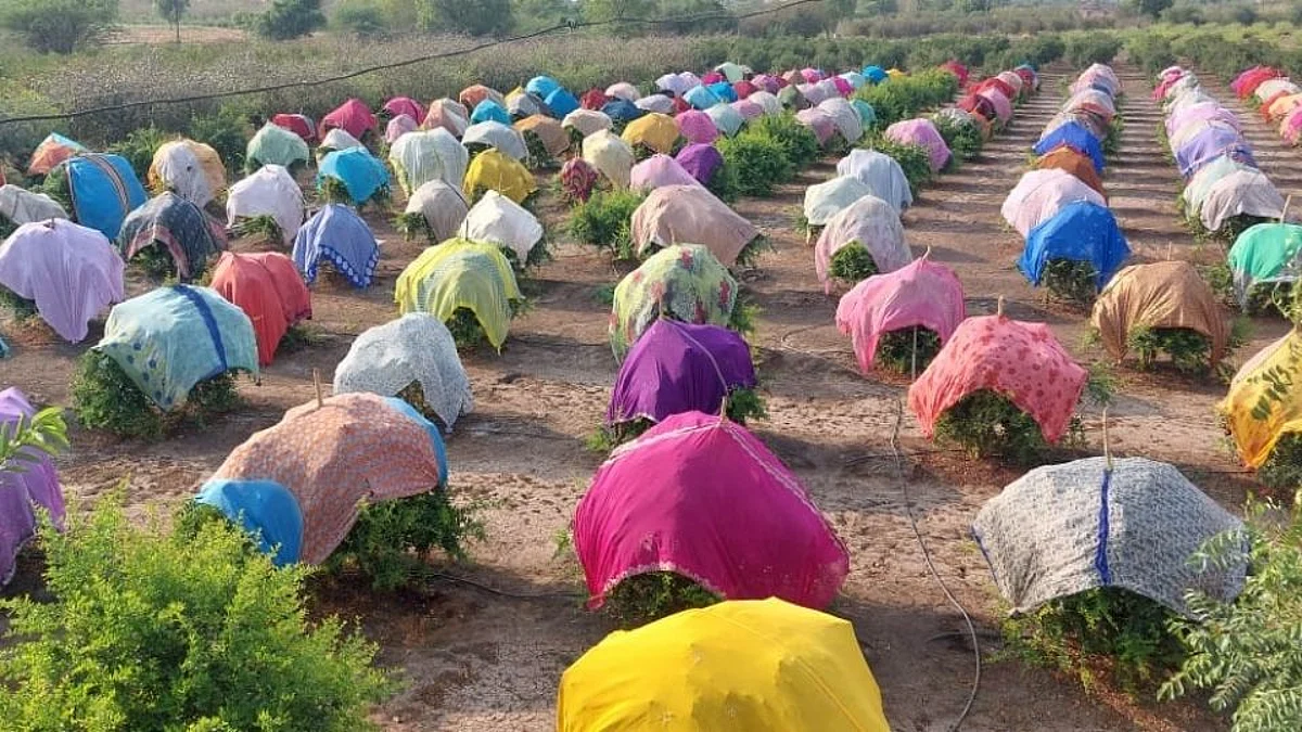 आयडियाची कल्पना! डाळींबाच्या पिकाला नेसवली साडी; उन्हापासून रक्षणासाठी शेतकऱ्याचा जुगाड