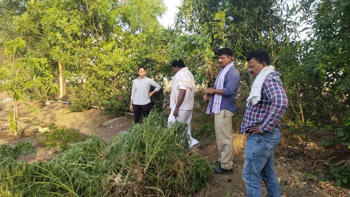 Akola: आयुर्वेदिक महाविद्यालयाच्या बगीच्यात गांजाची झाडे; रखवालदाराला अटक
