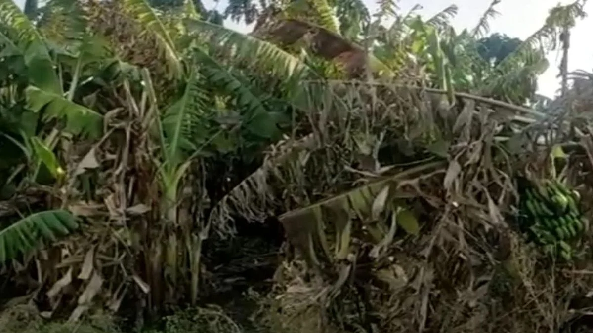 कडक उन्हाचा केळीच्या पिकाला फटका; अकोल्यात केळीची बाग सुकल्याने शेतकरी हतबल