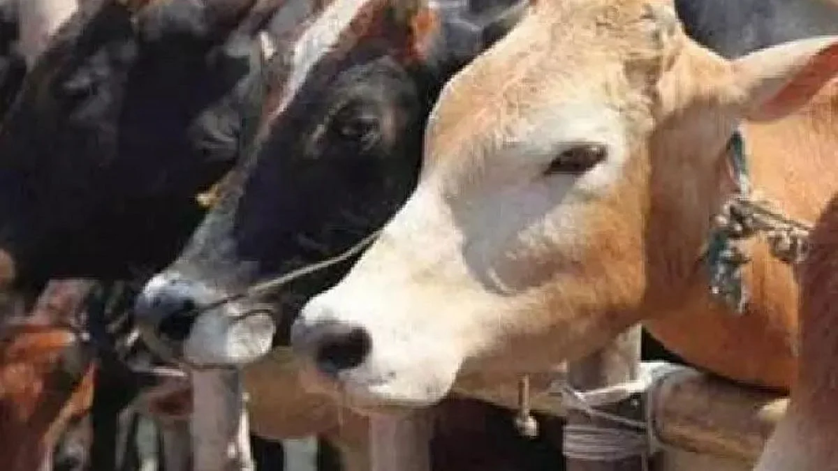 गो हत्या बंदीनंतर देखील राज्यातील गोवंश घटलाच!