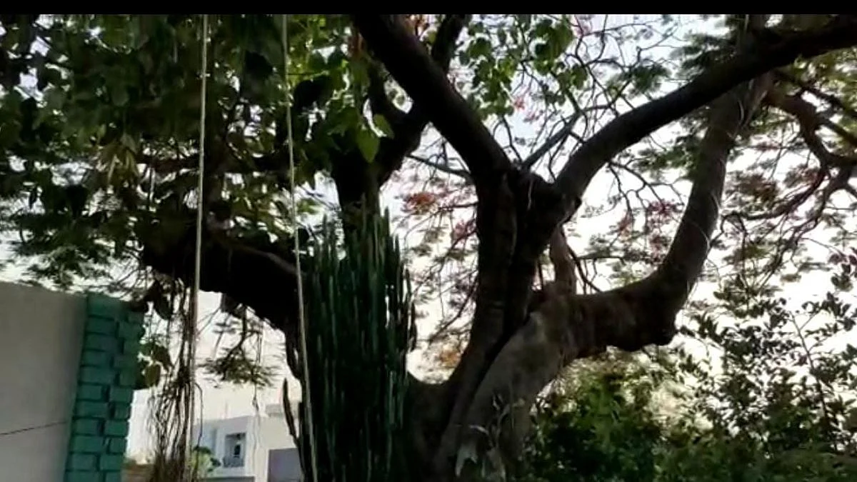 निसर्गाचा अद्भुत चमत्कार; केज तालुक्यात 3 झाडाविषयी चर्चा