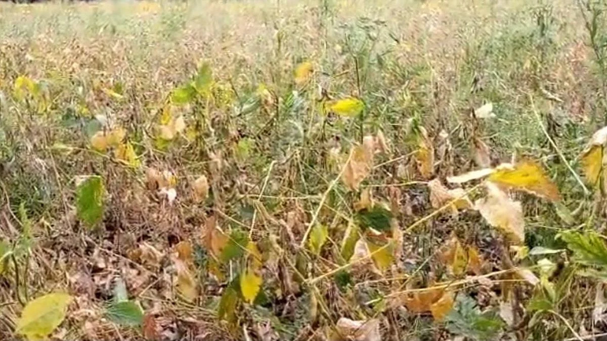 उन्हाची तीव्रता वाढल्याने सोयाबीन लागले करपू; उत्पादन घटण्याची शक्यता