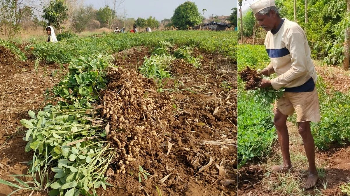 उन्हाळी भुईमूग काढणी अंतिम टप्प्यात; भुईमुगाच्या दरात वाढ नाही