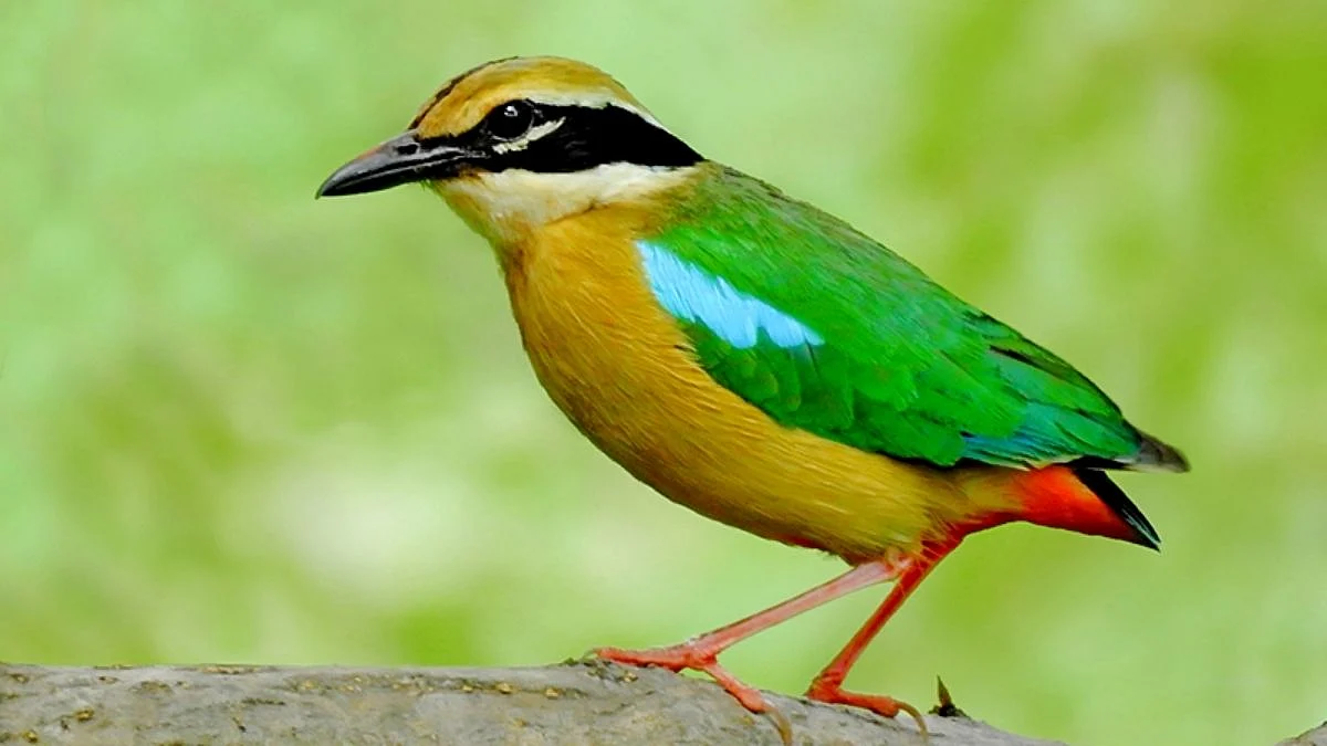 खेड चिपळुणात हाेताेय ऑस्ट्रेलिया-आफ्रिकेतील Indian Pitta चा किलबिलाट
