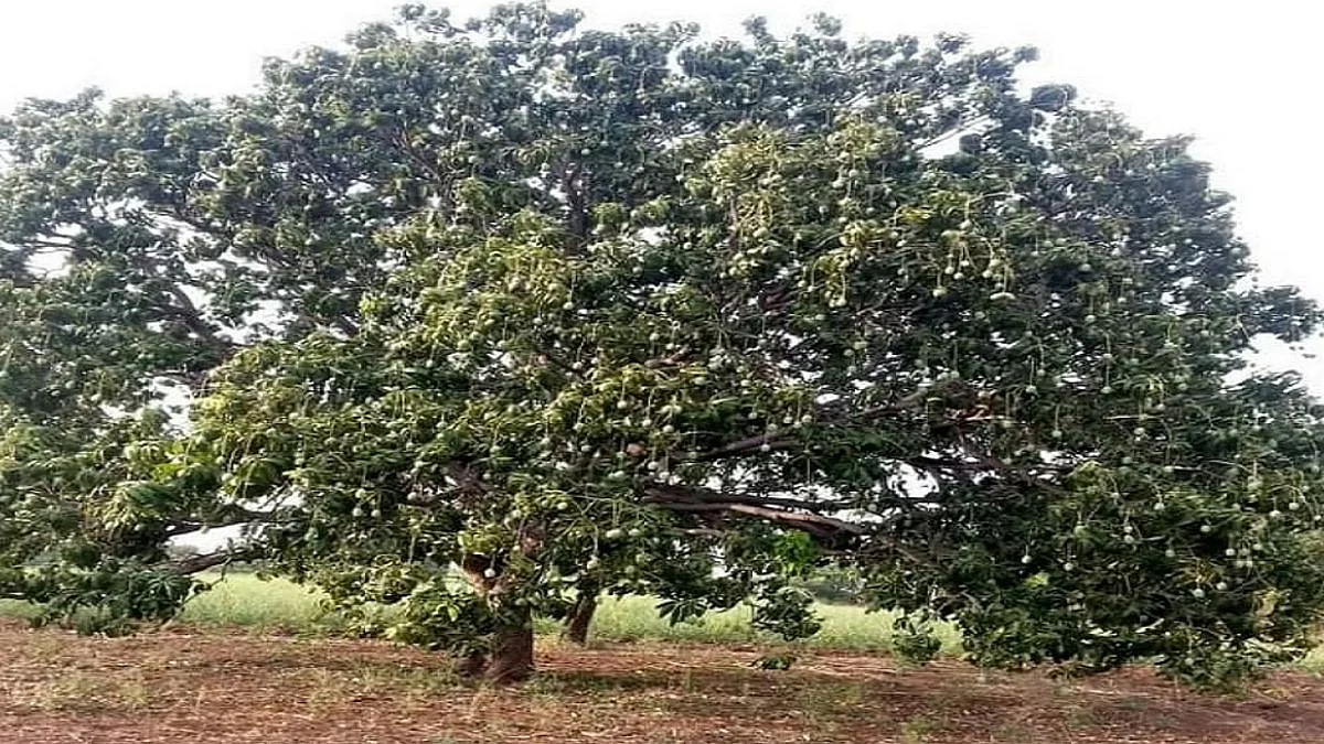 आंब्याचा मोह जिवावर बेतला; झाडावर आंबे तोडण्यासाठी गेलेल्या तरुणाचा शॉक लागून मृत्यू