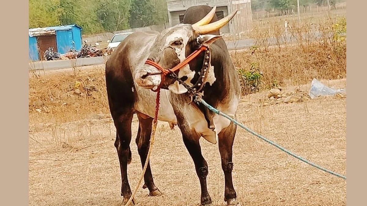 हौसेला मोल नाही! पठ्ठ्यानं घाटातंच खेरदी केला १७ लाखाचा बैल