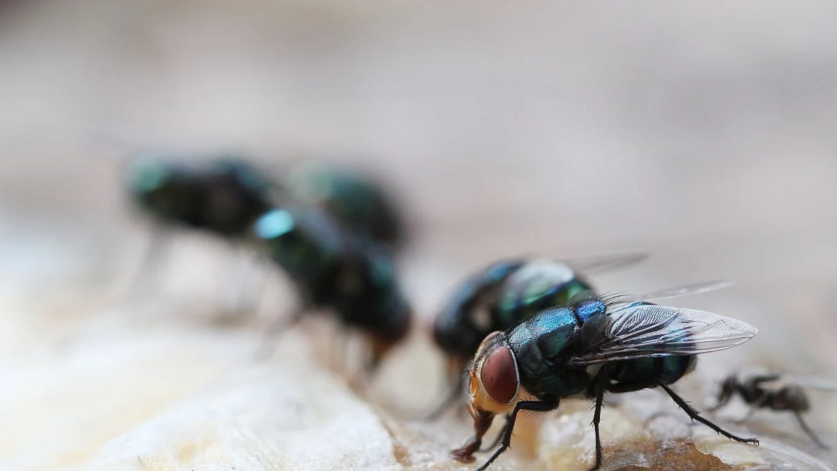 Home care, Monsoon care tips, how to get rid of house flies naturally