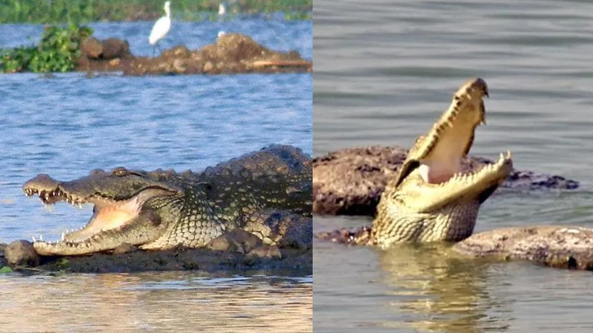 Crocodile attacks man fishing at Powai Lake
