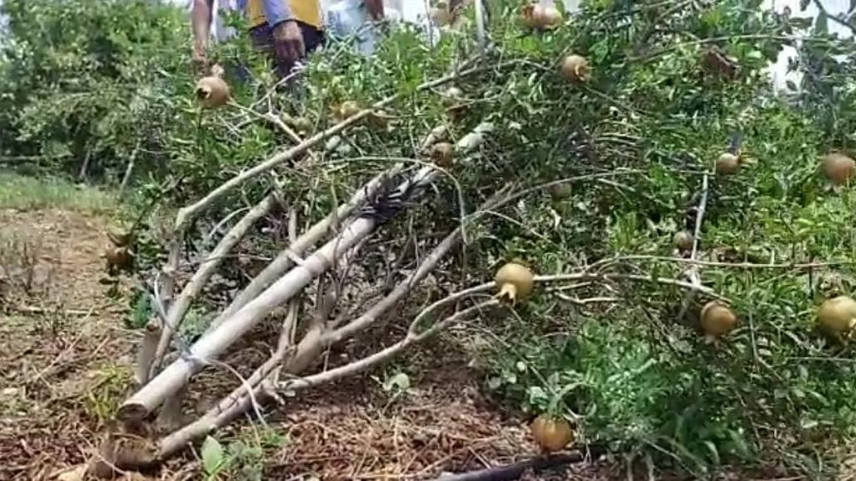 Beed : वादळी वाऱ्यामुळे फळबाग भुईसपाट; मायबाप सरकारने नुकसान भरपाई द्यावी, शेतक-याची आर्त हाक
