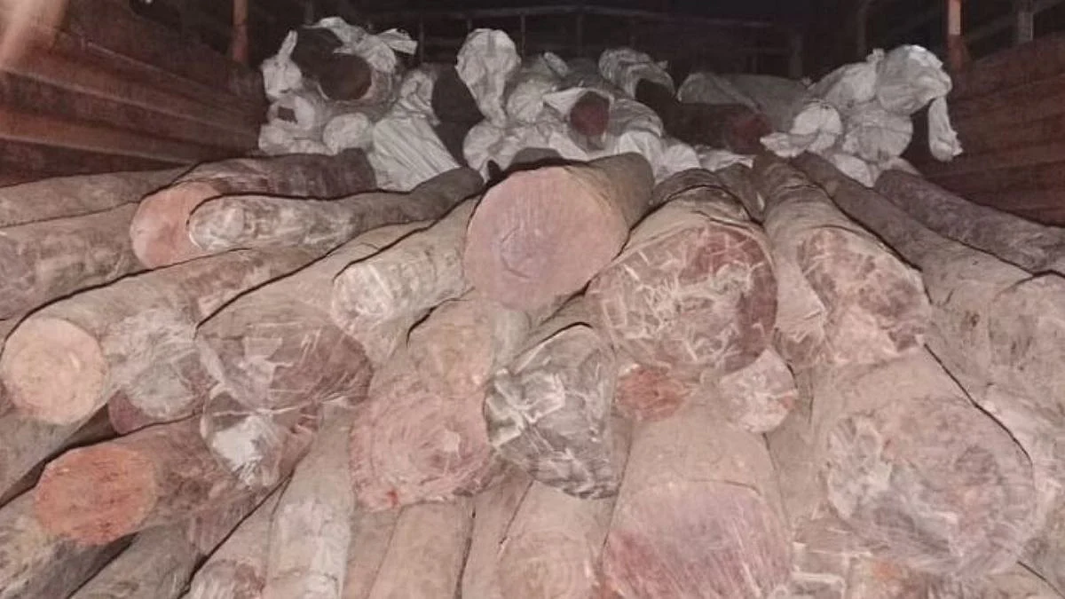 महाराष्ट्रातही रक्तचंदन तस्कर 'पुष्पा'; नगरमध्ये गोदामातून ७६६० किलोंचा साठा जप्त
