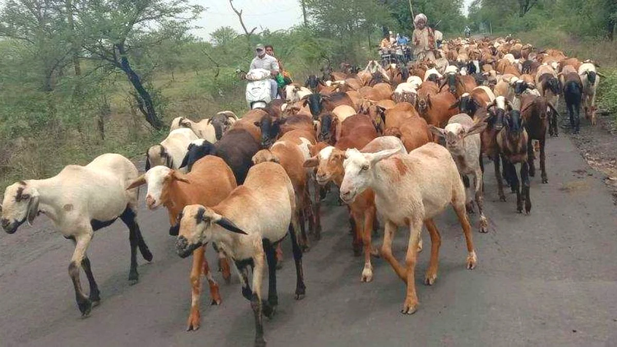 बेल्हे-जेजुरी महामार्गावर मेंढ्यांच्या कळपाला भरधाव टेम्पोने चिरडले