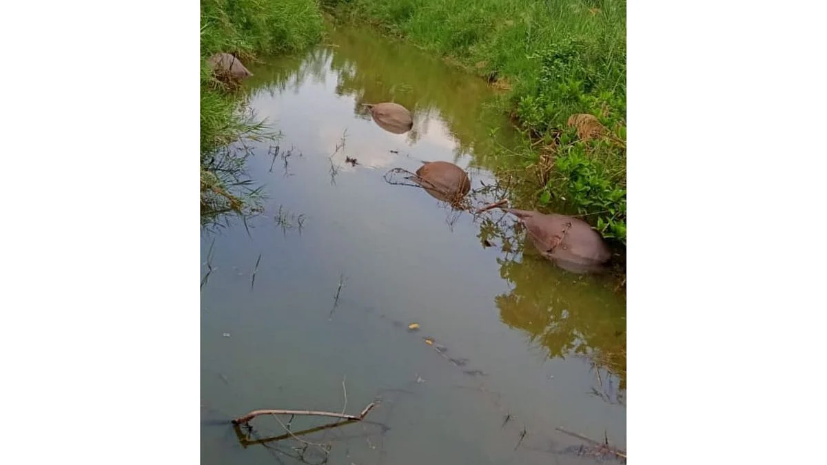 पाणी पिण्यासाठी गेलेल्या चार म्हशींचा मृत्यु; विद्युत तार तुटल्याने पाण्यात करंट