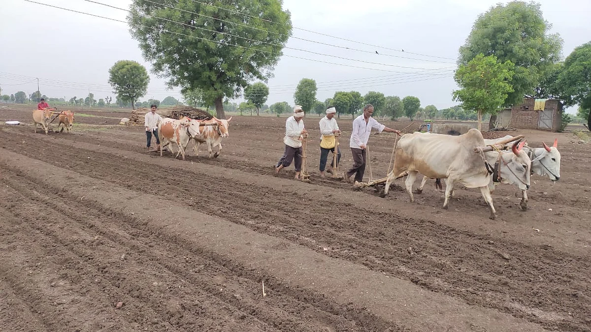 अकोला जिल्ह्यात पेरणीला सुरुवात, बळीराजा नांगरणीसाठी शेतात उतरला
