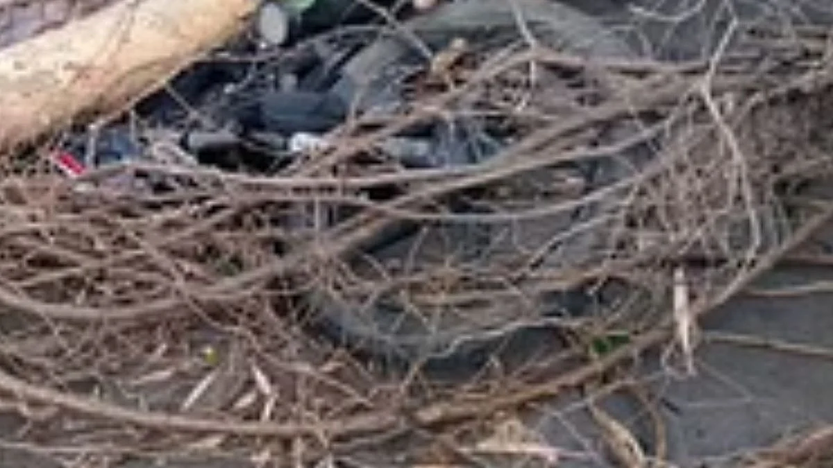 झाडाखाली दाबल्या गेलेल्या तरुणाचा उपचारादरम्यान मृत्यू