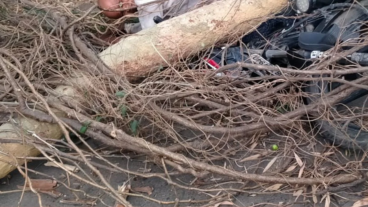 दुचाकीस्वाराच्या अंगावर झाड कोसळल्याने एकजण गंभीर जखमी
