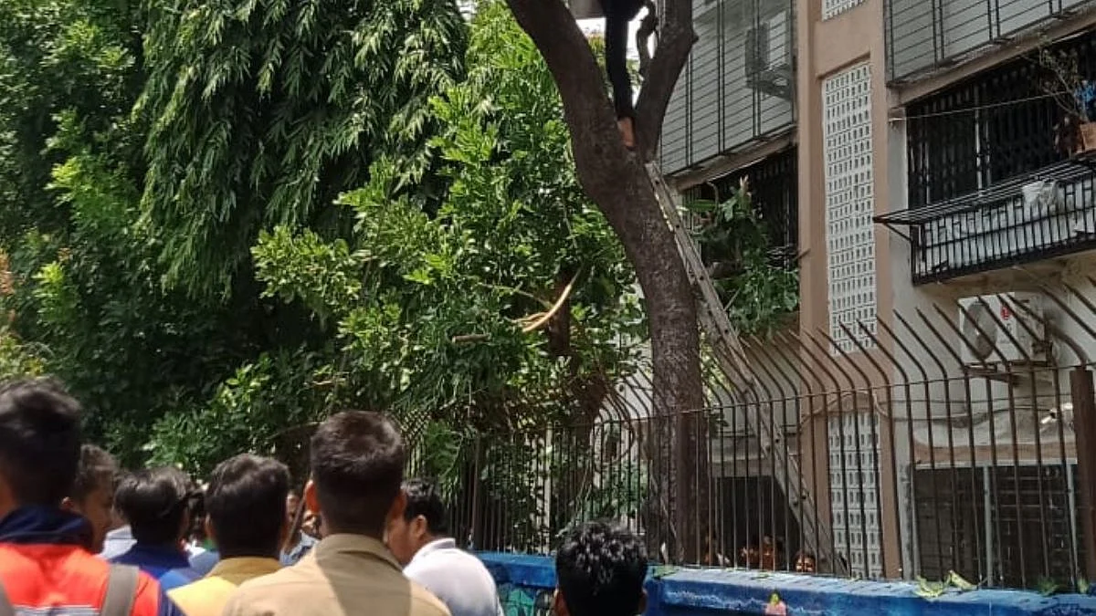 दुर्दैवी! झाडांची छाटणी करत असताना खाजगी कर्मचाऱ्याला गमवावे लागले प्राण