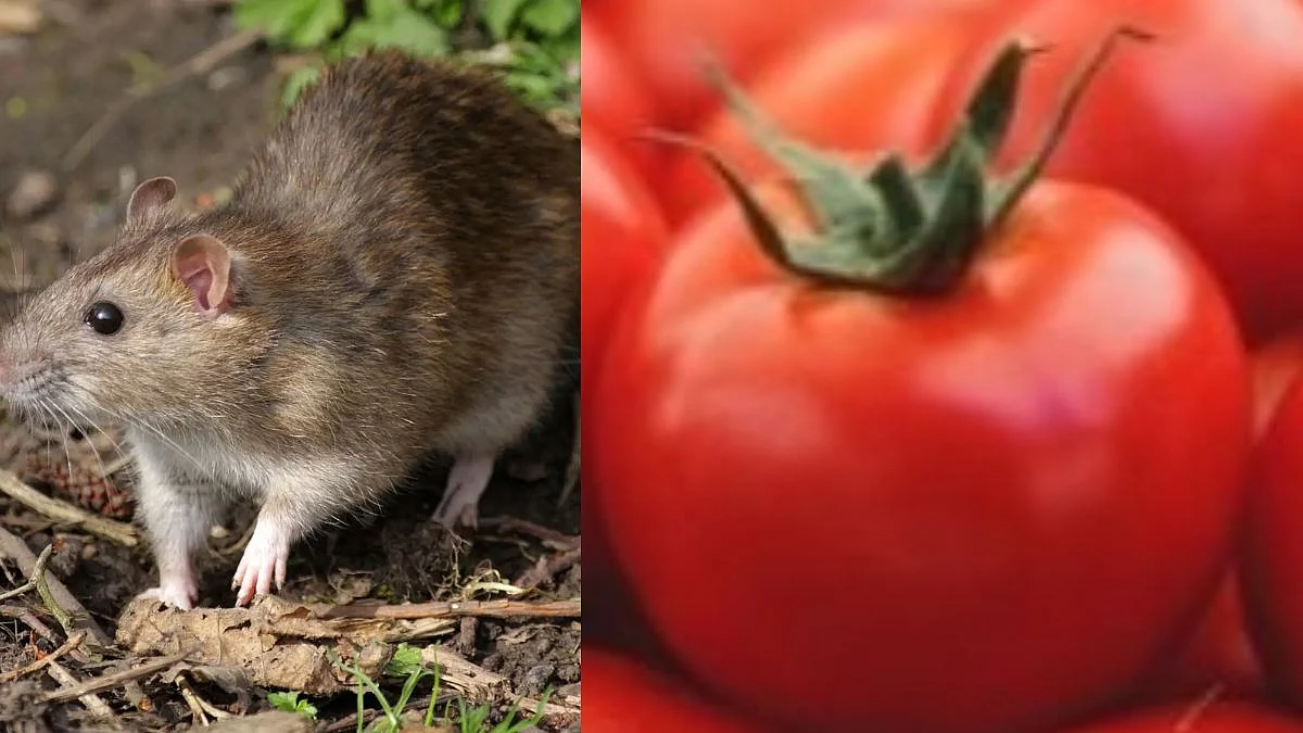woman died eating poisonous tomato for rat killing
