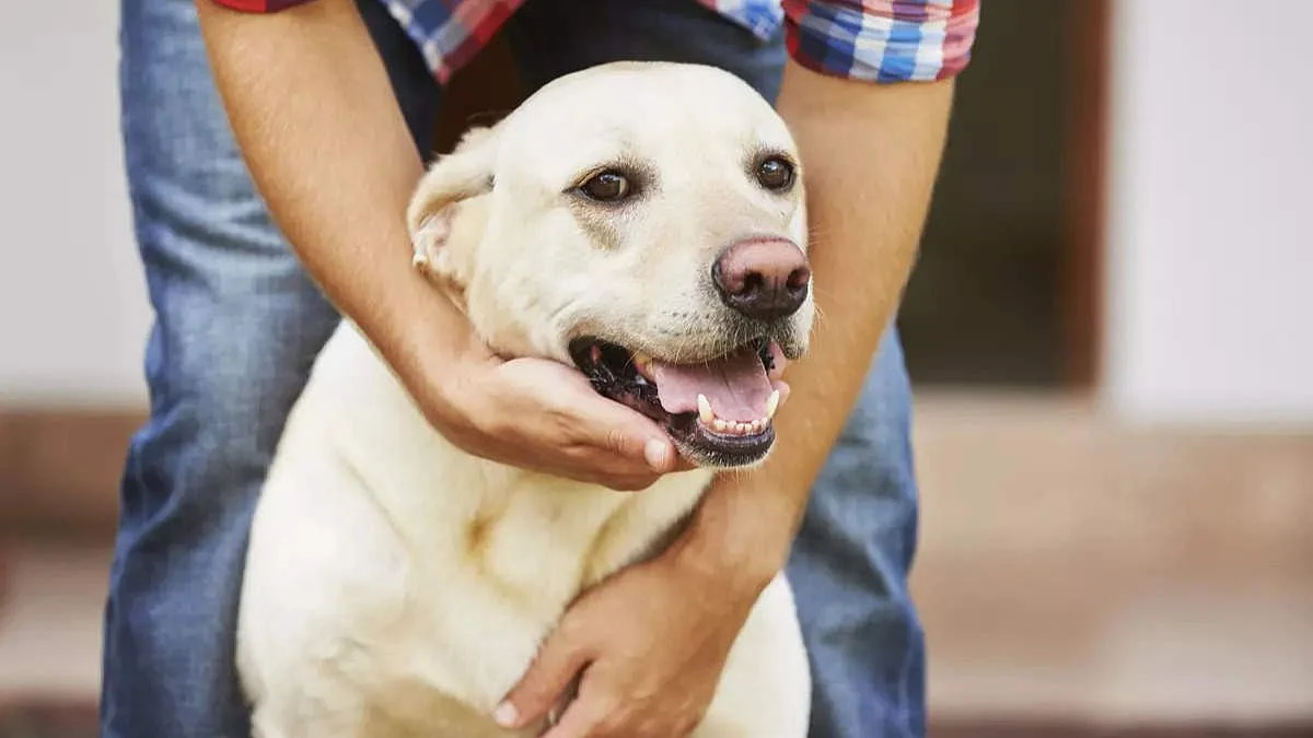 Hadapsar, Dog, Police