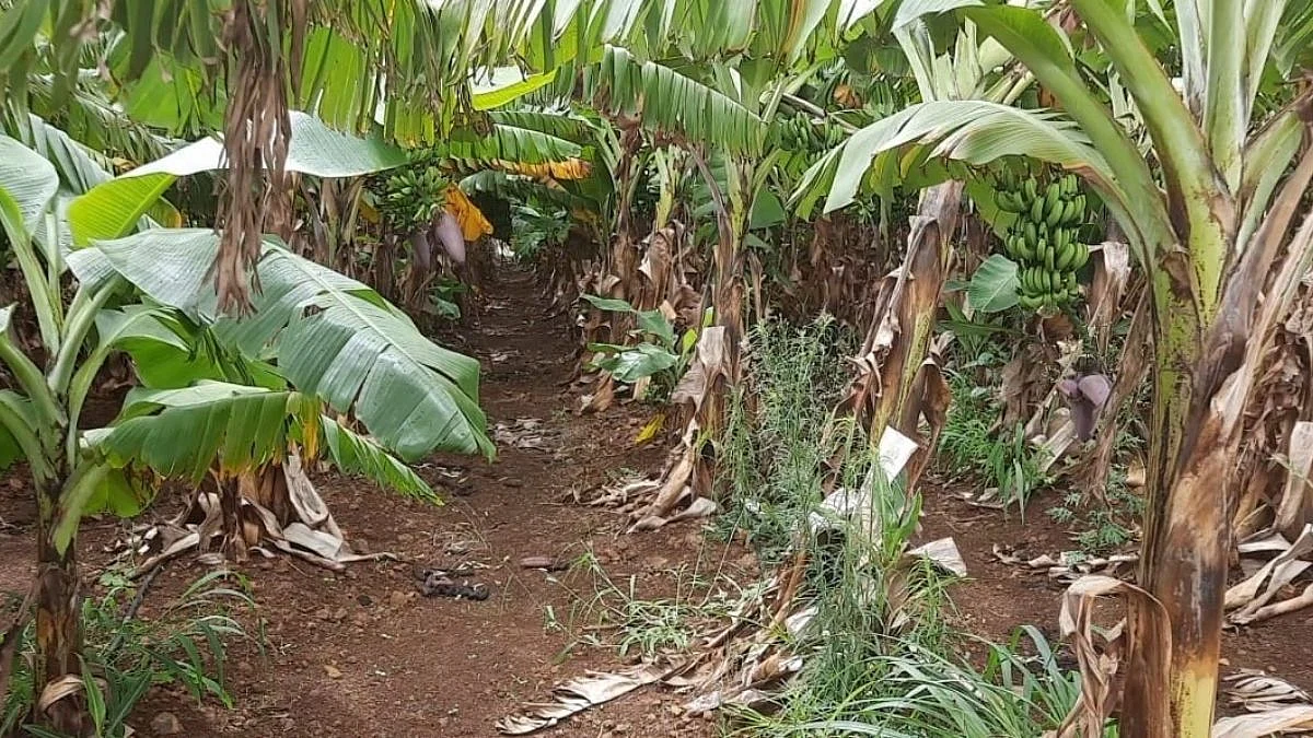 maval, farmer, banana, jalgoan