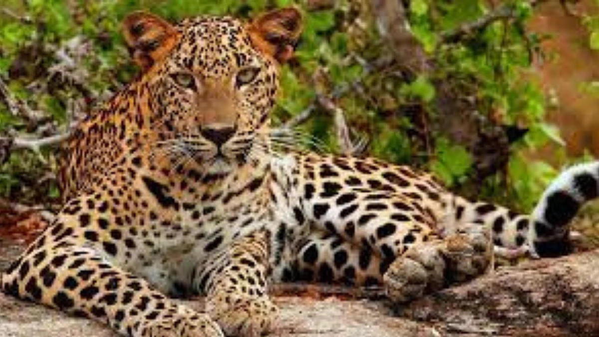 Leopard Death