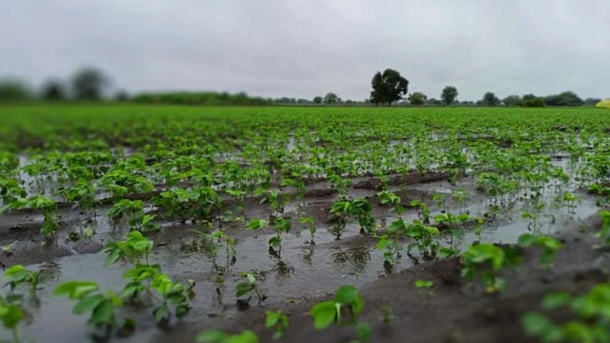 Jalgaon News Cotton Crop