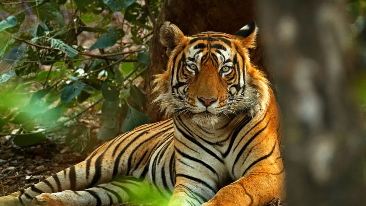 International Tiger Day 2022