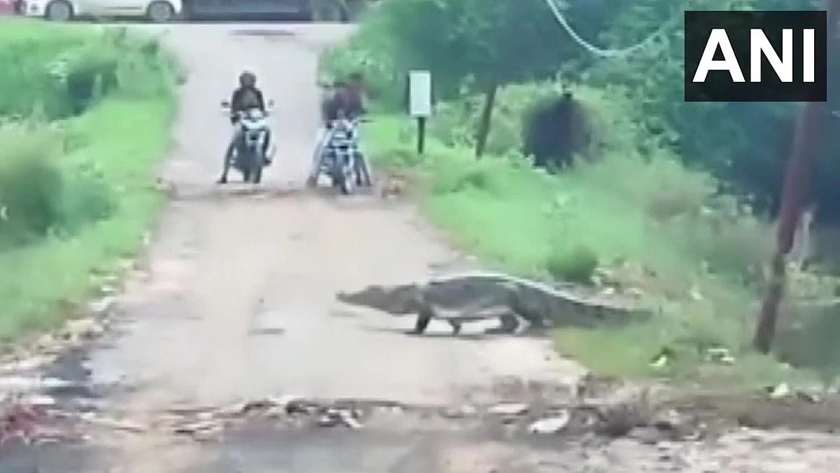 Crocodile Entered Residential Area