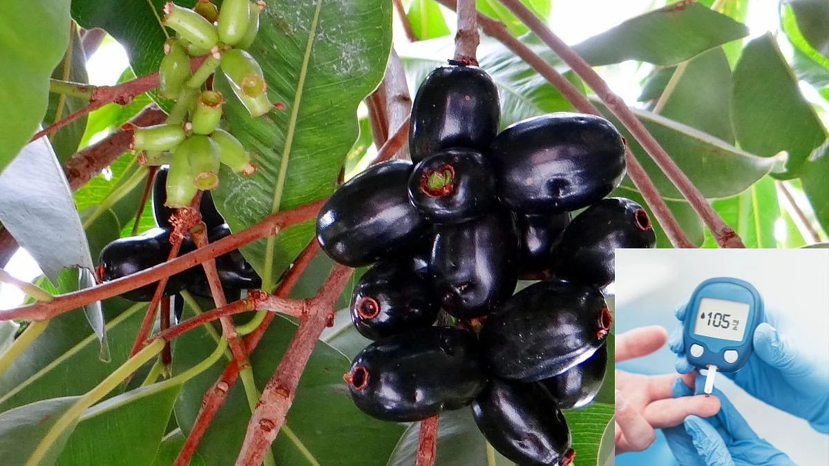 Jamun Leaves For Diabetes