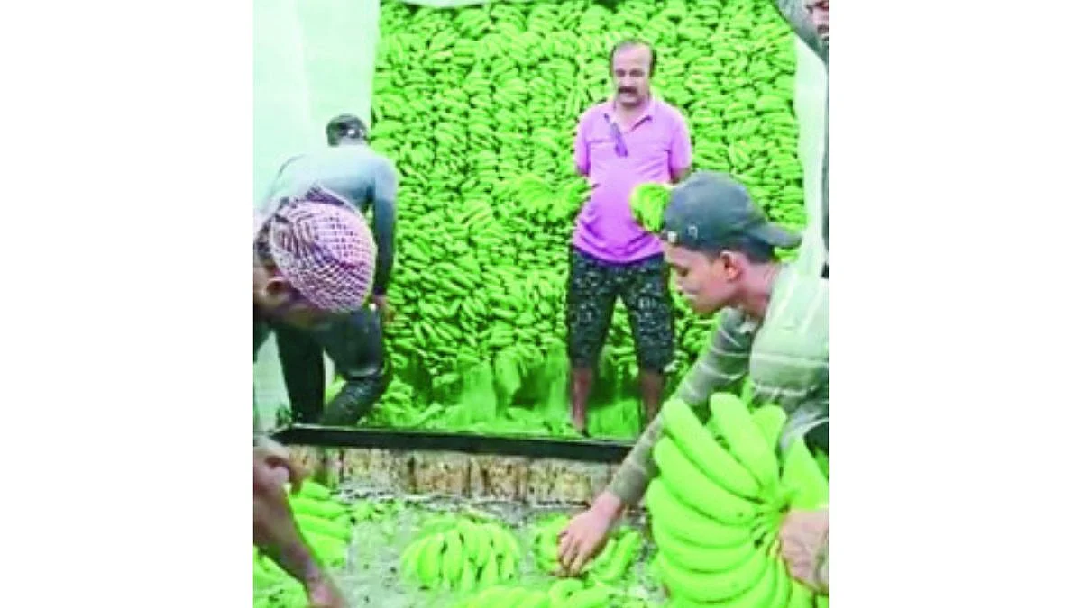 Banana Farming
