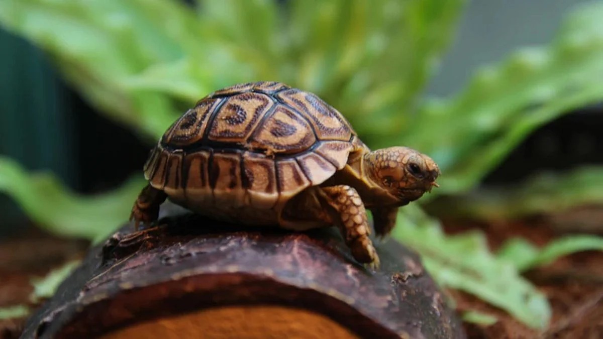 gadchiroli, sirancho, tortoise, forest department