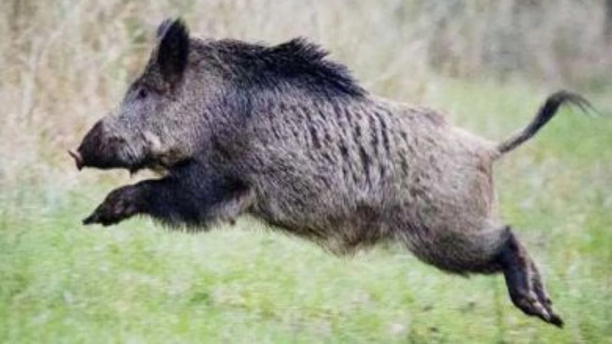 wild boar , student , school , yavatmal