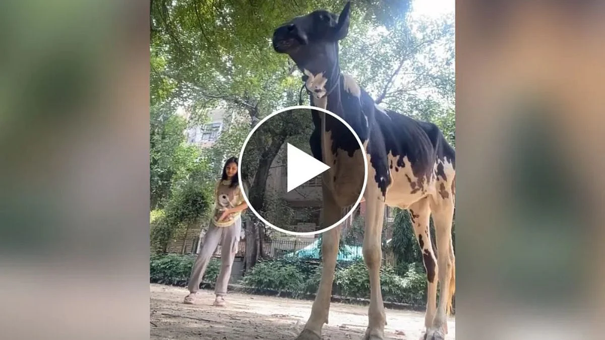 Funny viral video