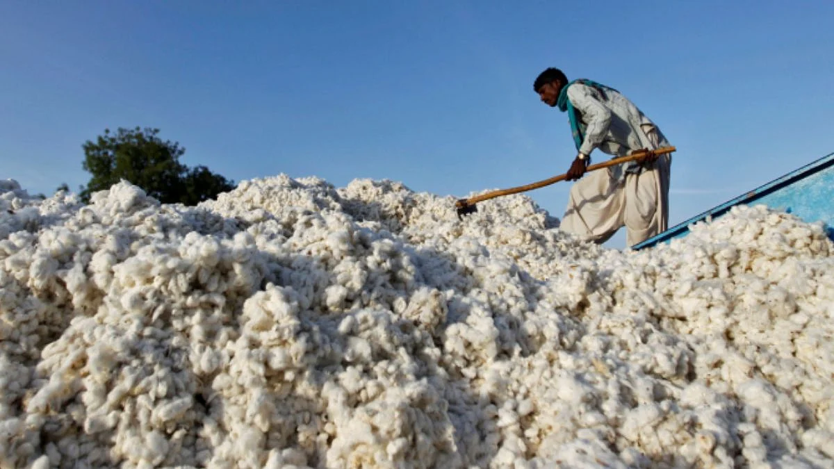 Cotton Price