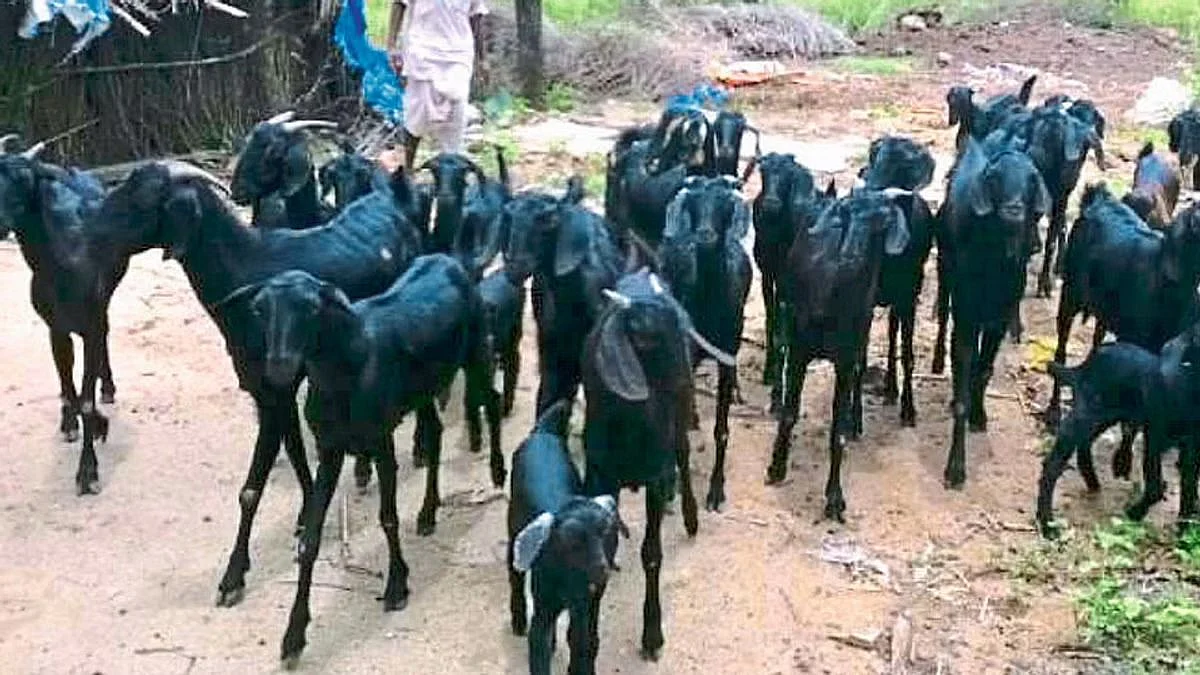 sheep , khed , pune, animal husbandary department , lampi virus