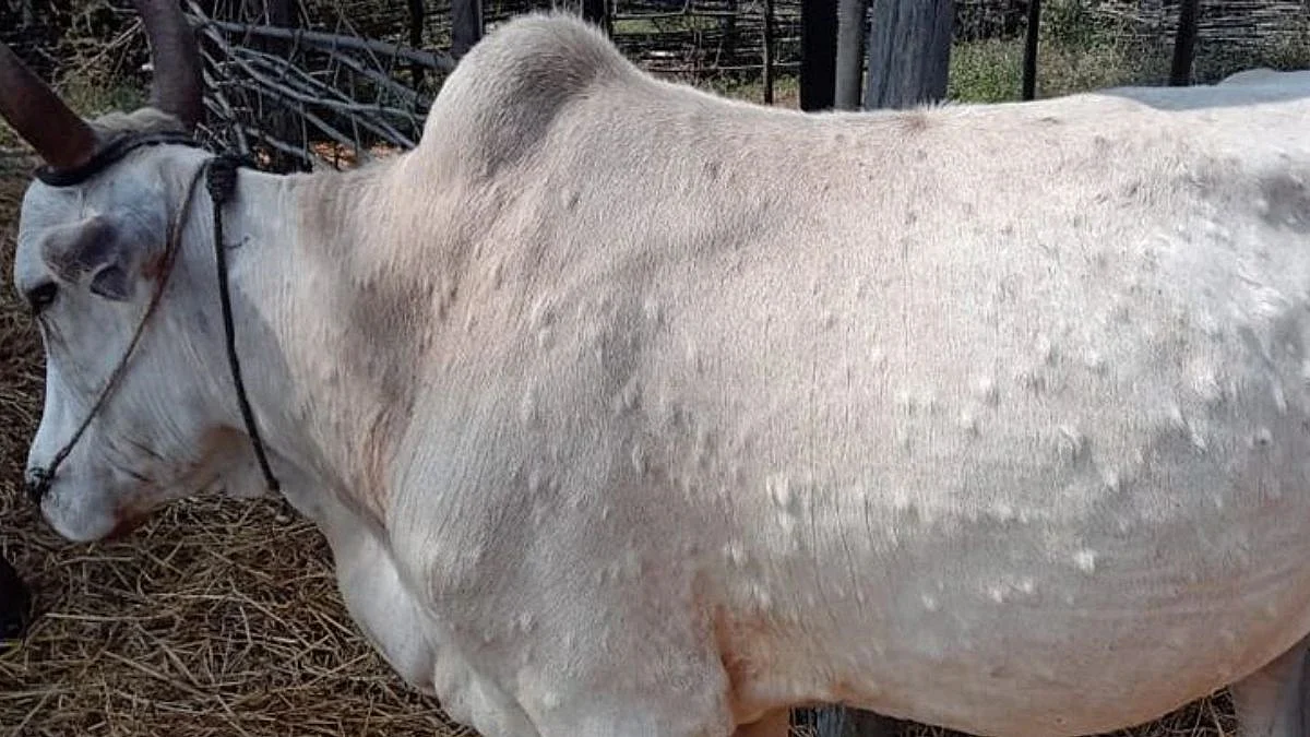 Lumpy Skin Disease