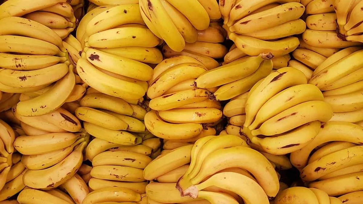 pandharpur , malshiras , banana