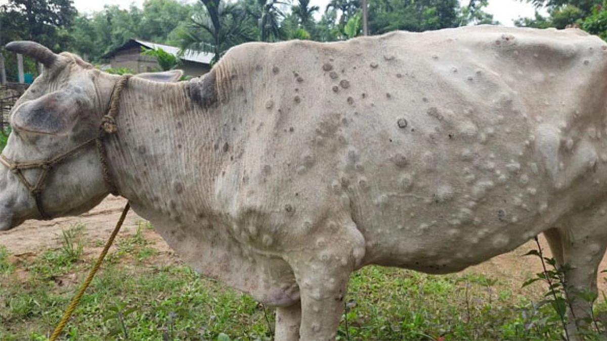 Jalgaon News Lumpy Disease