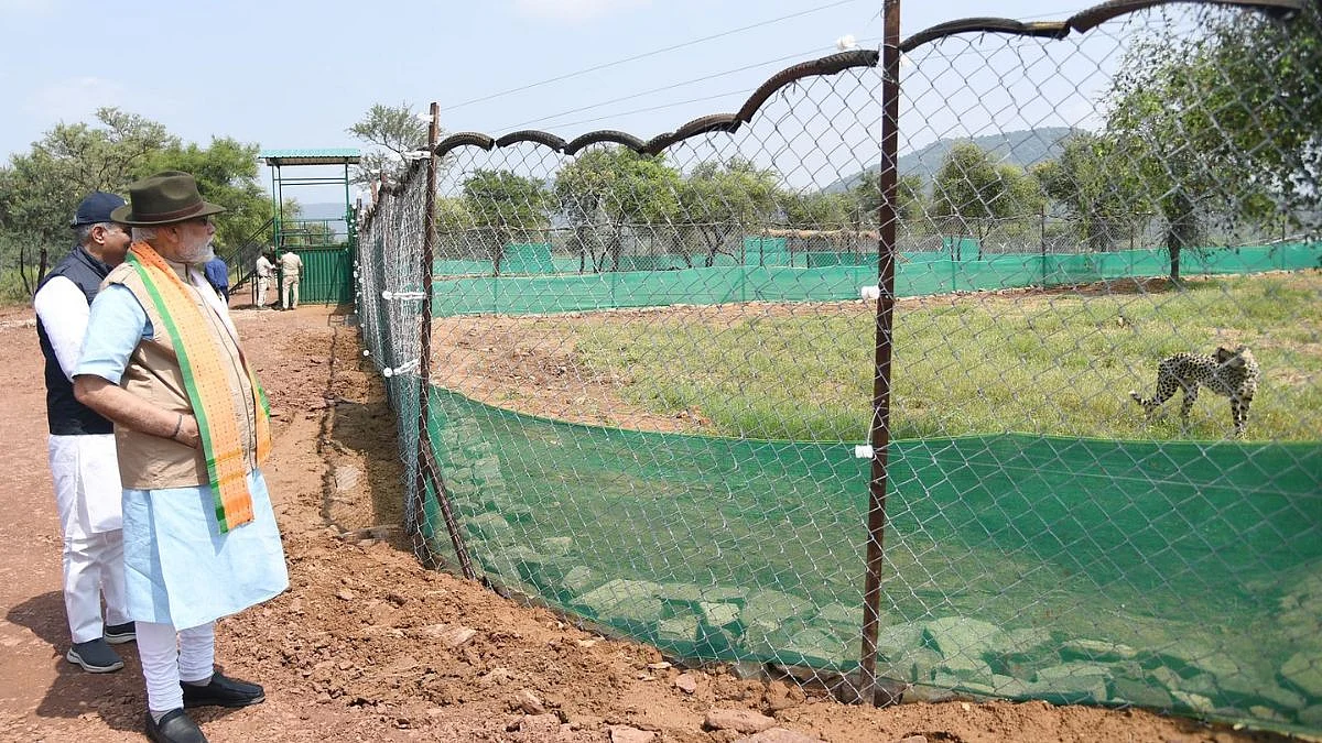 Cheetahs Back In India After 70 Years