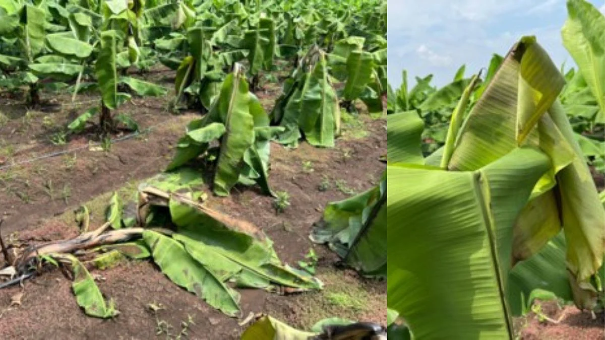 Jalgaon Banana Crop