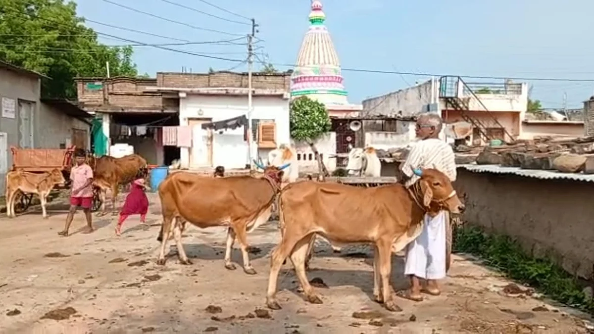 Lambi virus