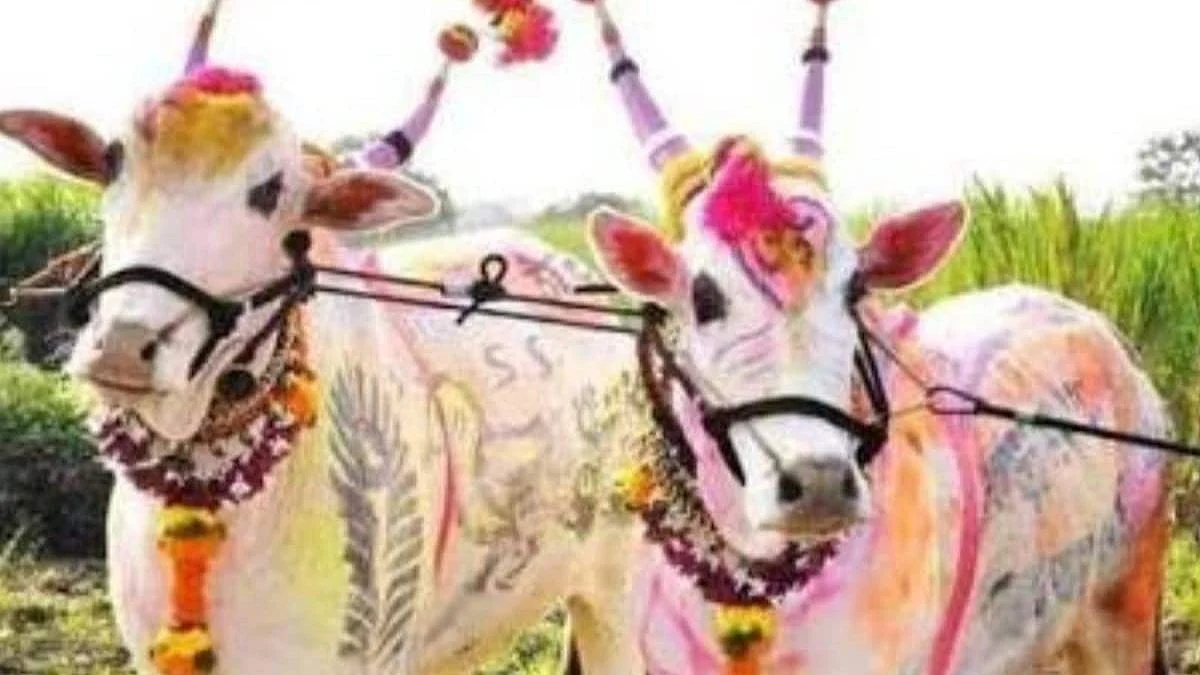 maval , bail pola