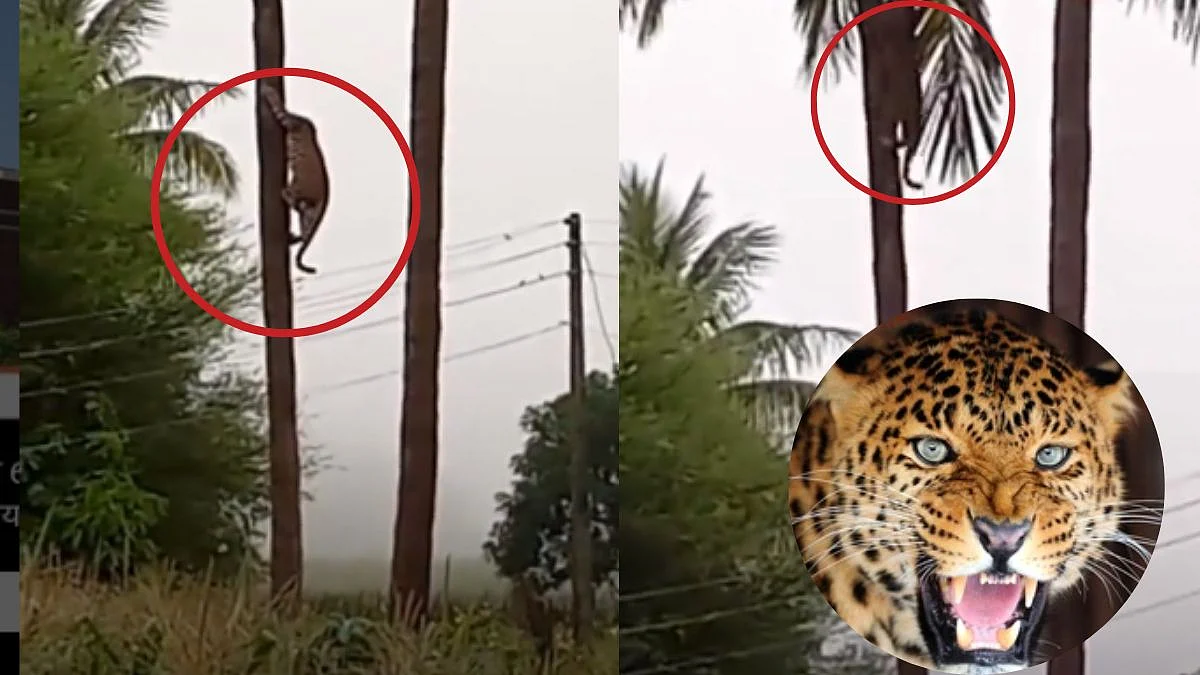 Leopards Fight Viral Video