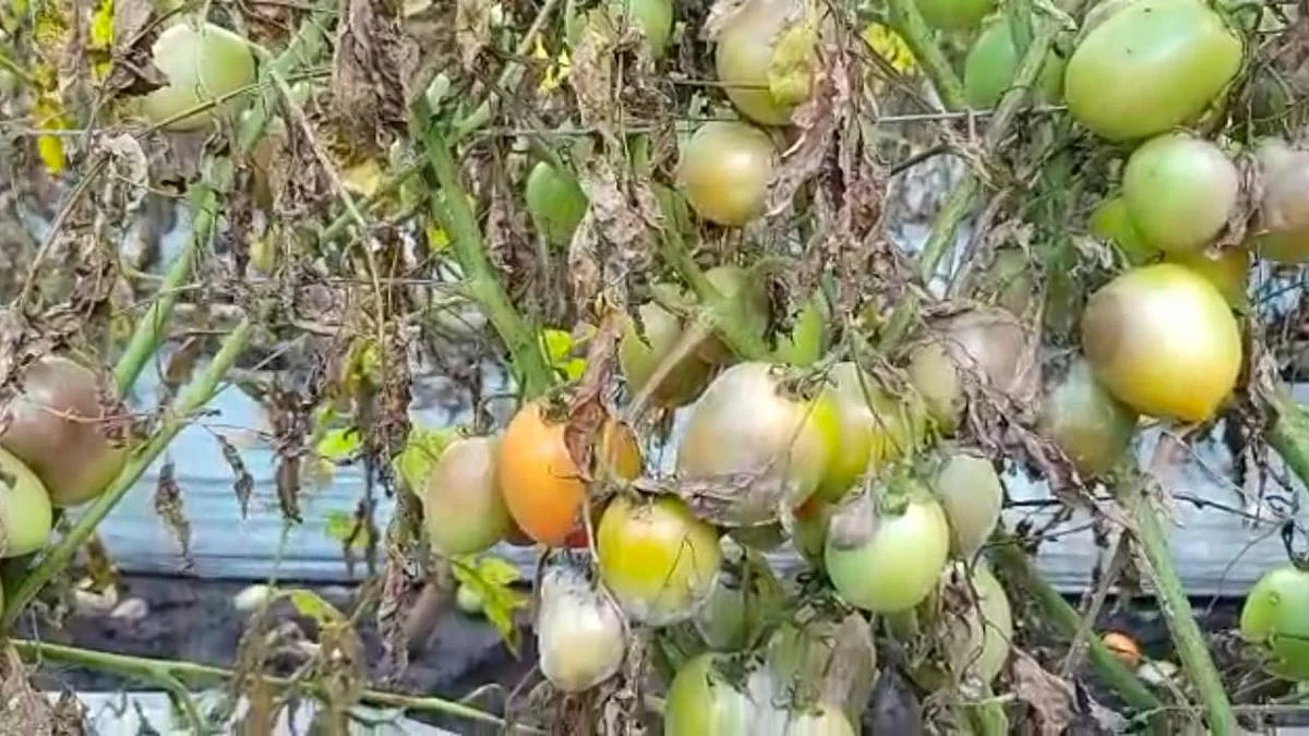 Sangli Farmer