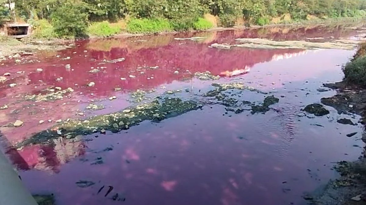 Polluted Water In Vashi