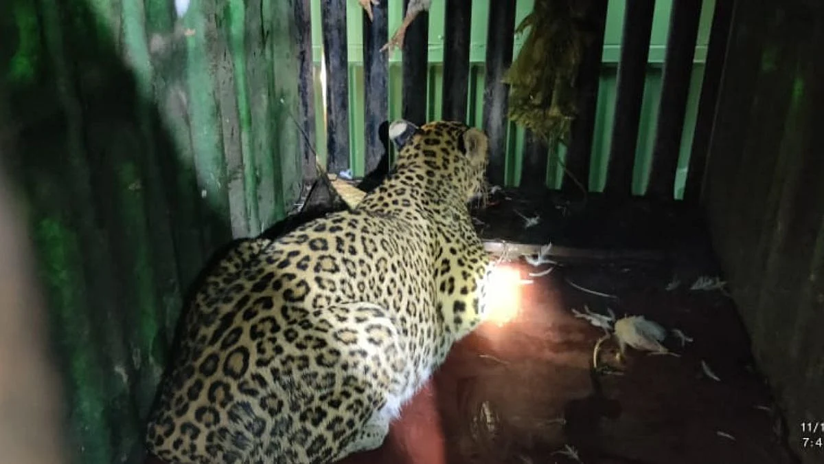 leopard