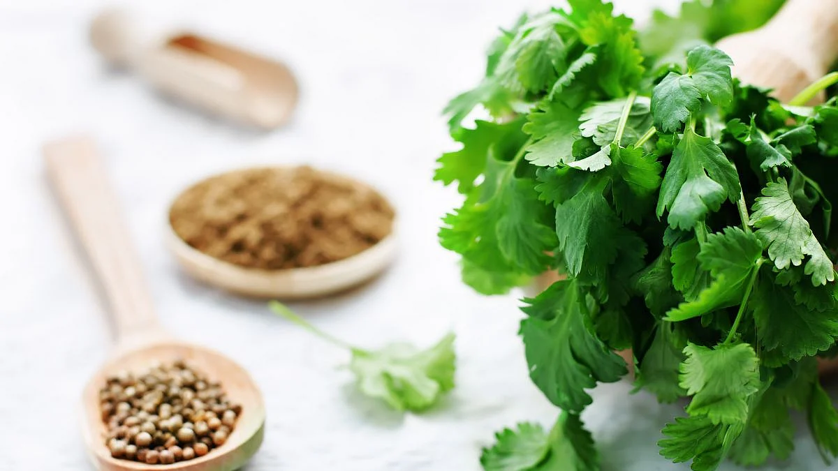 Coriander Benefits