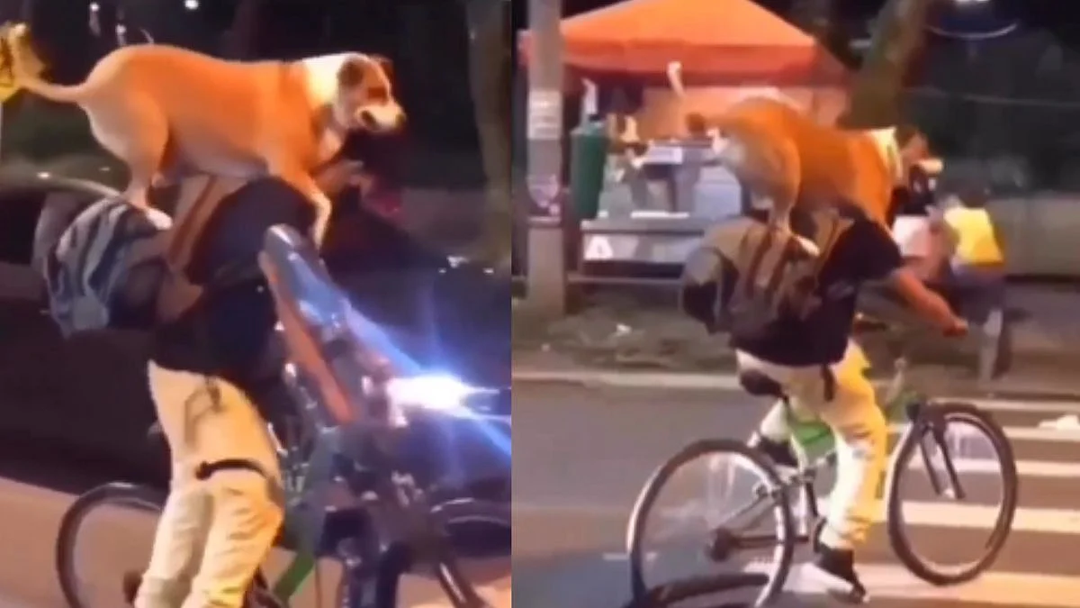 Pet Dog Viral Video